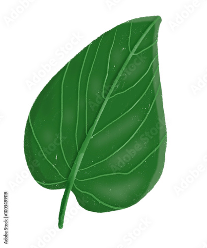 Plakat leaves venation arcuate