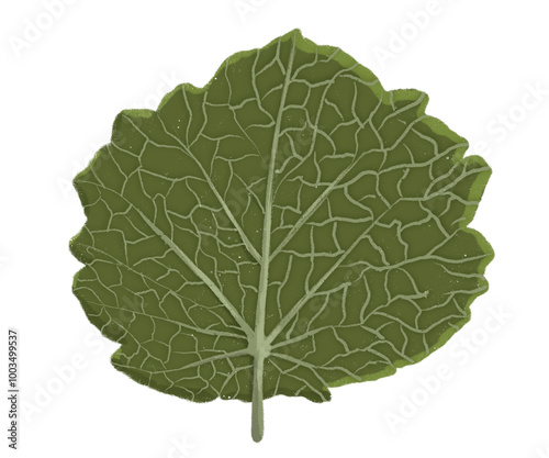 leaves venation reticulate