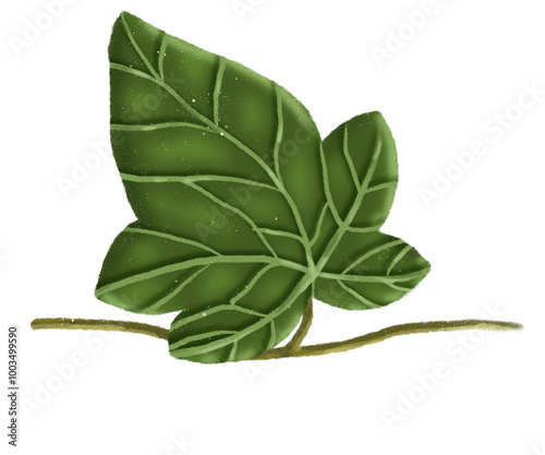 Obraz na płótnie leaves venation palmate