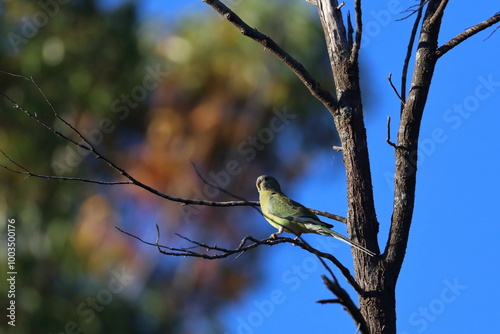 red rumped parrot photo