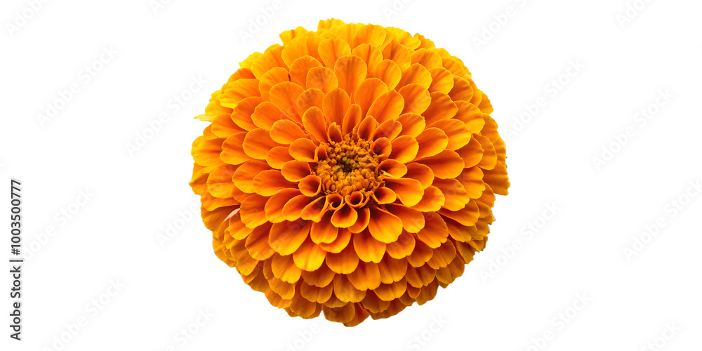Marigold flower top view full length isolated on transparent background Marigold flower top view full length isolated on transparent background