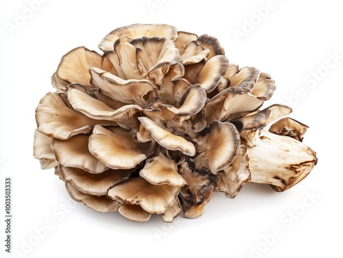 Maitake mushrooms on white background photo