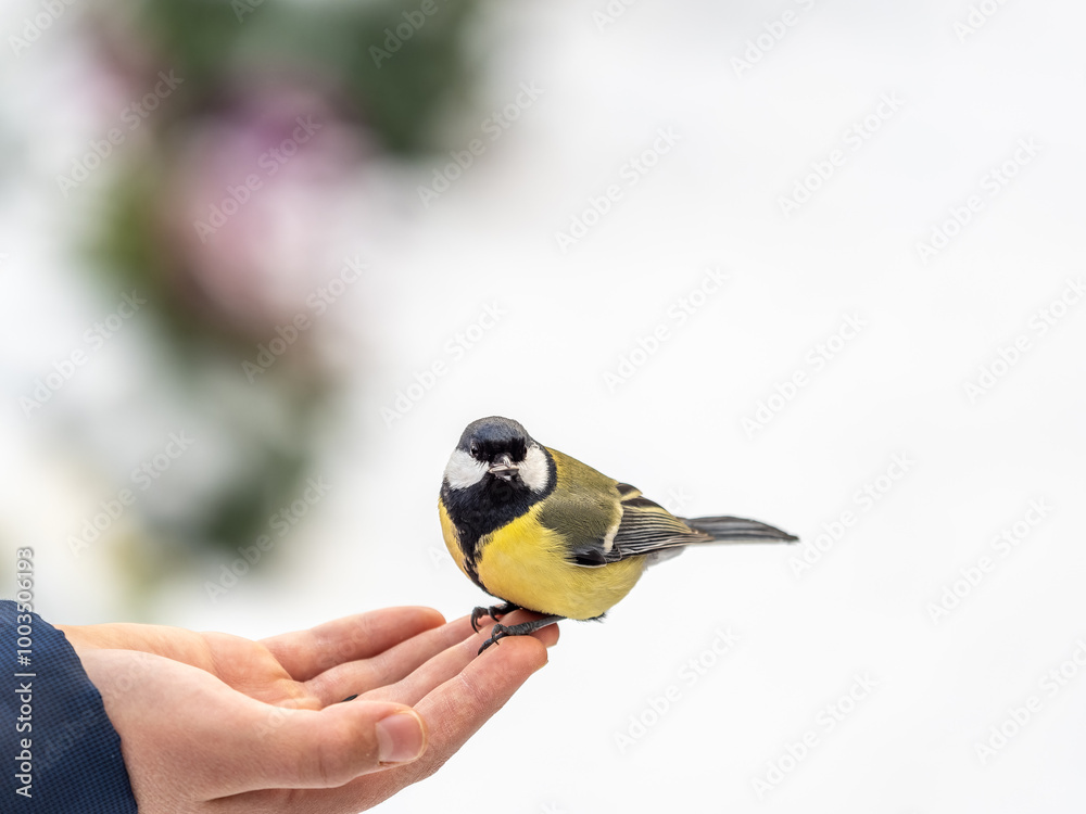 Obraz premium A tit sits on a man's hand and eats seeds.