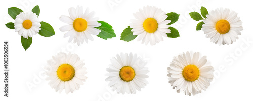 Daisies with bright yellow centers and green leaves on a white isolated background.