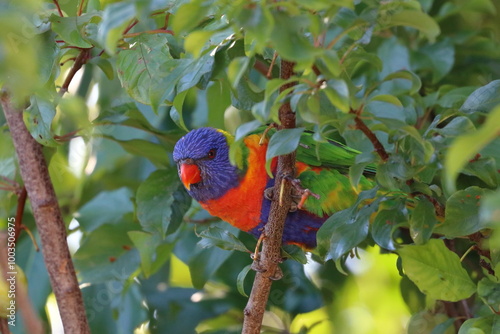 rainbow lorikeet