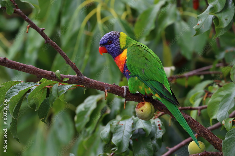 Naklejka premium rainbow lorikeet