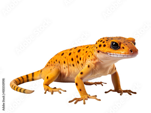 a gecko isolated on transparent background