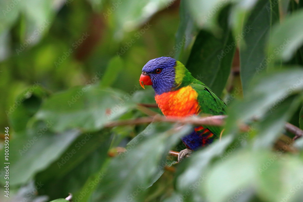 Naklejka premium rainbow lorikeet
