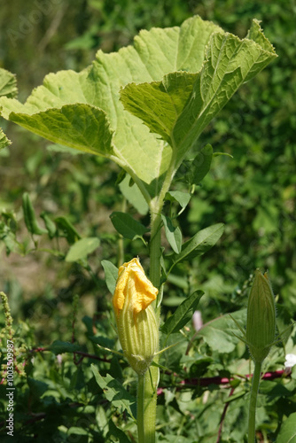 Pumpkin blooming yellow flower in summer