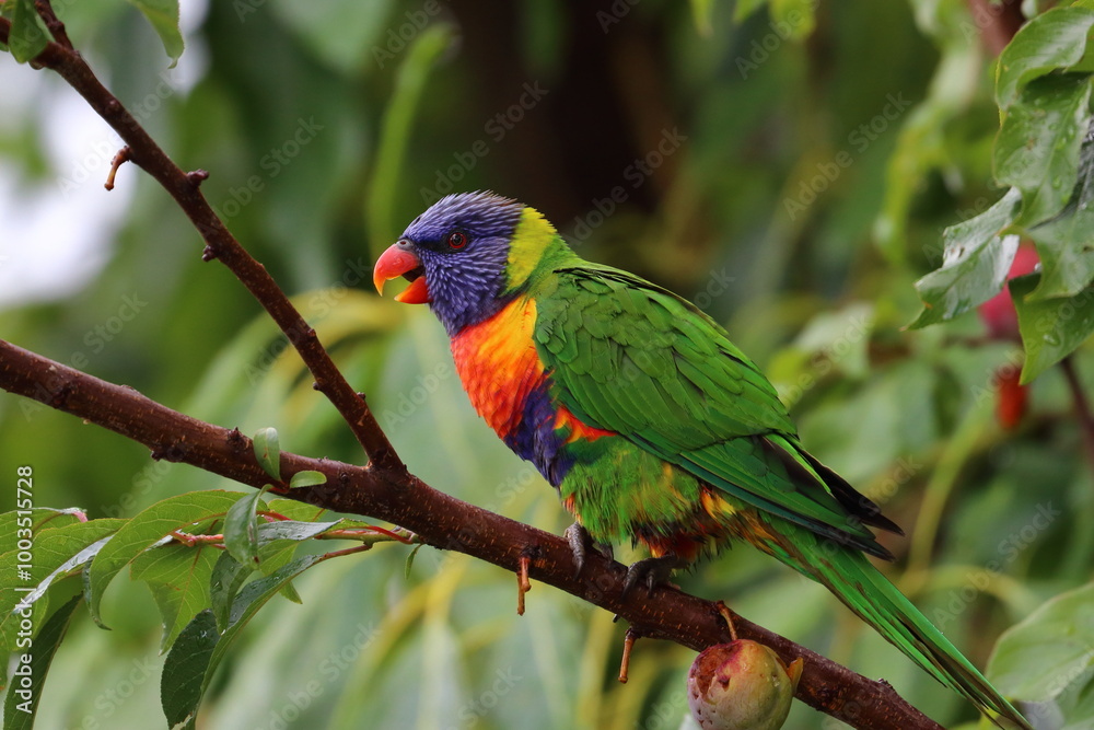 Naklejka premium rainbow lorikeet
