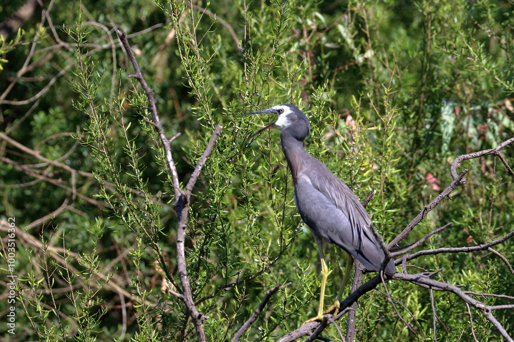Fototapeta premium white-faced heron
