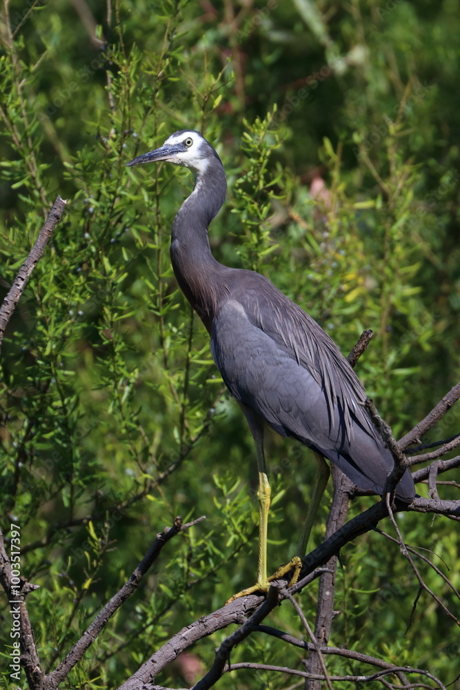 Fototapeta premium white-faced heron