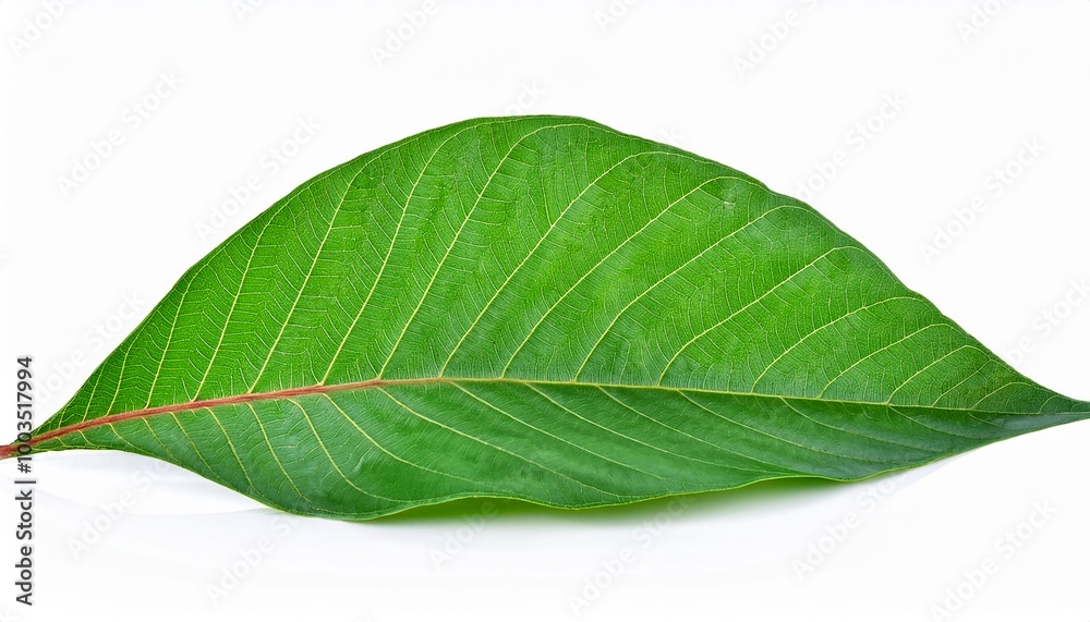 Obraz premium Cassava leaves on white background. Cassava leaves Isolated.