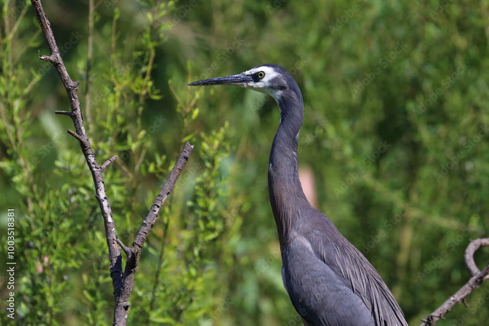 Fototapeta premium white-faced heron