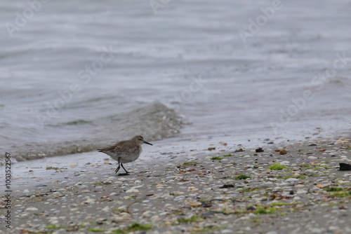 tern photo