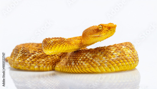 Golden lancehead viper snake on white background photo