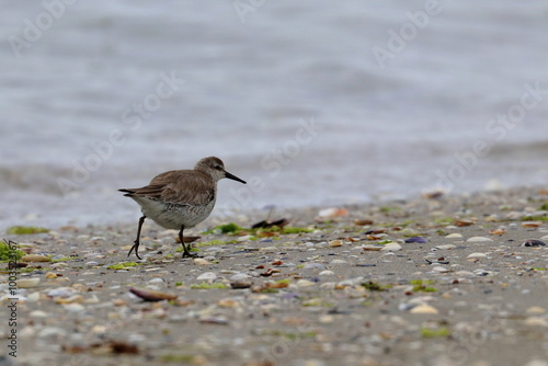 tern photo