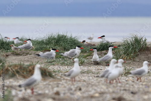 tern photo