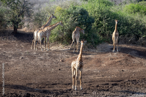 Small herd of giraffes at the waterhole in South Africa RSA