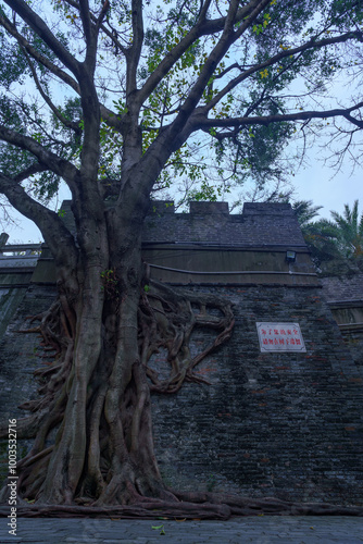 A large tree on the wall of a traditional Chinese ancient city