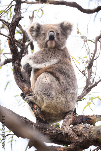 Koala Perched on a Tree Branch in the Wild