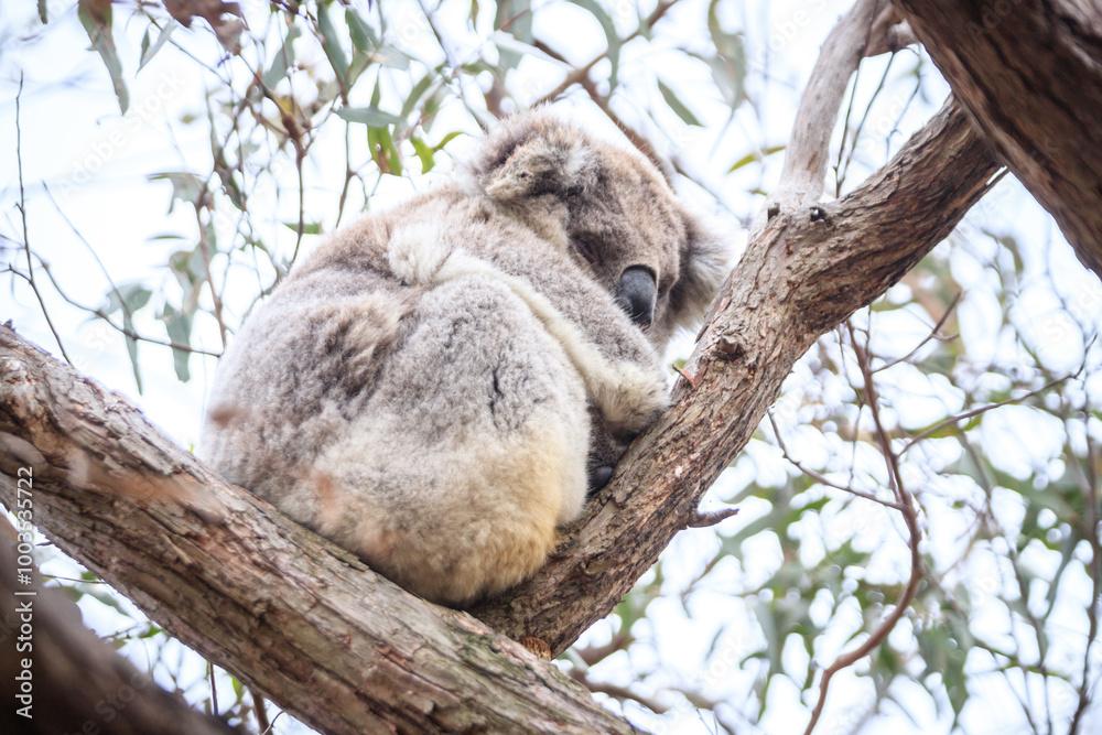 Fototapeta premium Koala Resting Comfortably in a Tree Branch