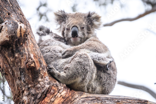 Loving Koala Mother Cuddling Her Joey in a Eucalyptus Tree photo