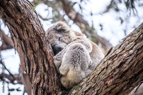 Koala Peacefully Sleeping While Hugging a Tree, Raymond Island, Victoria, Australia