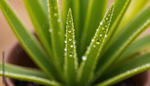 Close up of an aloe vera plant covered in rain droplets 1