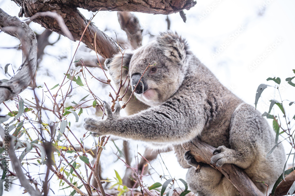 Obraz premium Curious Koala Munching on Eucalyptus Leaves, Raymond Island, Australia
