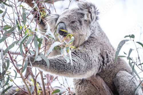 Koala Enjoying Eucalyptus Leaves High in a Tree, Raymond Island, Victoria, Australia