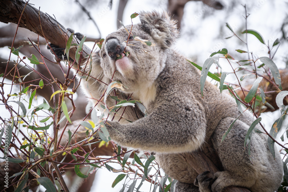Fototapeta premium Koala Enjoying Eucalyptus Leaves High in a Tree, Raymond Island, Victoria, Australia