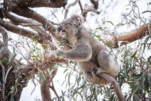 Koala Enjoying Eucalyptus Leaves High in a Tree, Raymond Island, Victoria, Australia