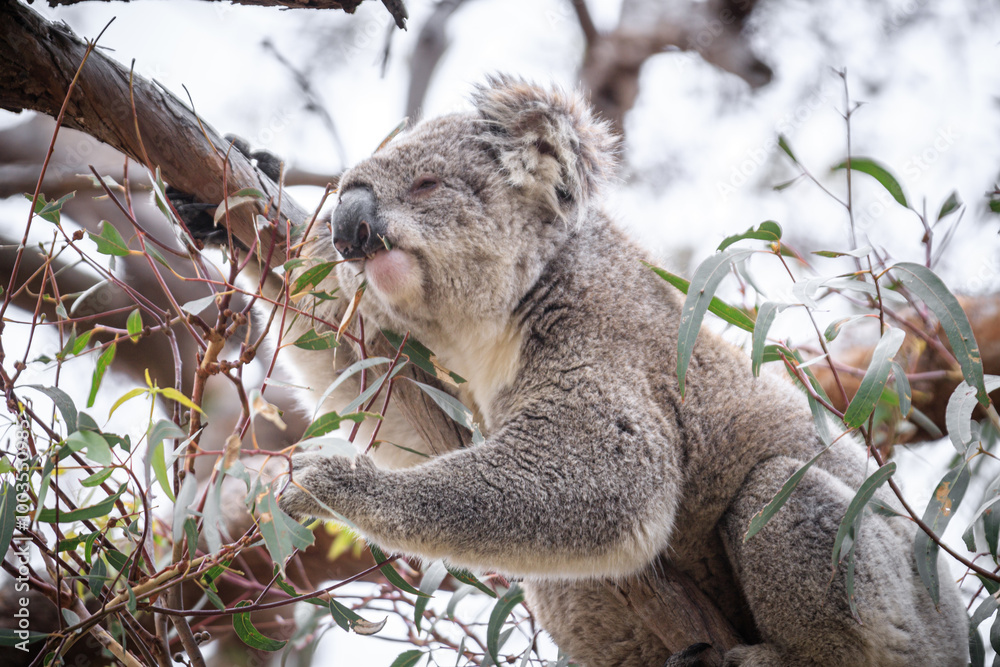 Fototapeta premium Koala Enjoying Eucalyptus Leaves High in a Tree, Raymond Island, Victoria, Australia