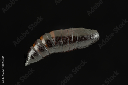 Chrysalis is the pupa stage of a butterfly or moth during its transformation to adult insect