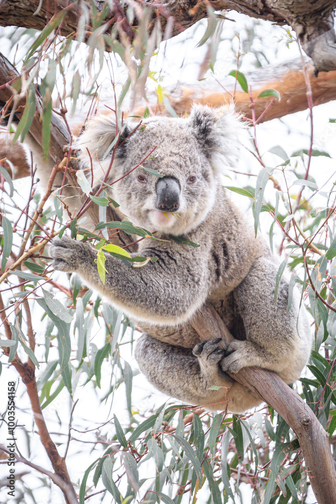Fototapeta premium Koala Enjoying Eucalyptus Leaves High in a Tree, Raymond Island, Victoria, Australia
