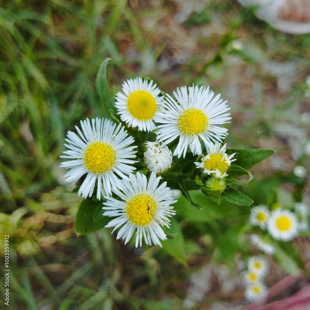 Obraz premium daisies in the grass