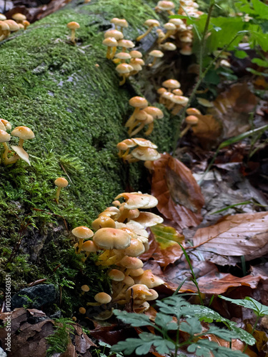 Yellow inedible forest mushrooms with green moos 