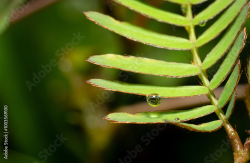 Macro of water drops on mimosa pudica leaf photo