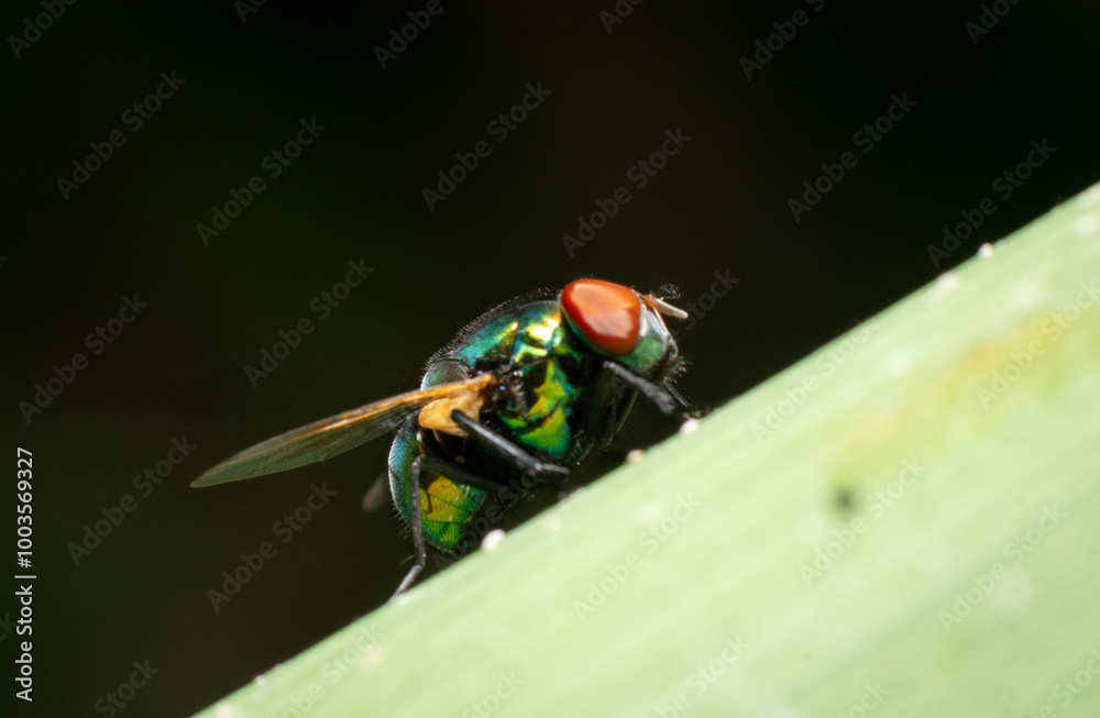 Macro of a green fly on green leaves Macro of a green fly on green leaves