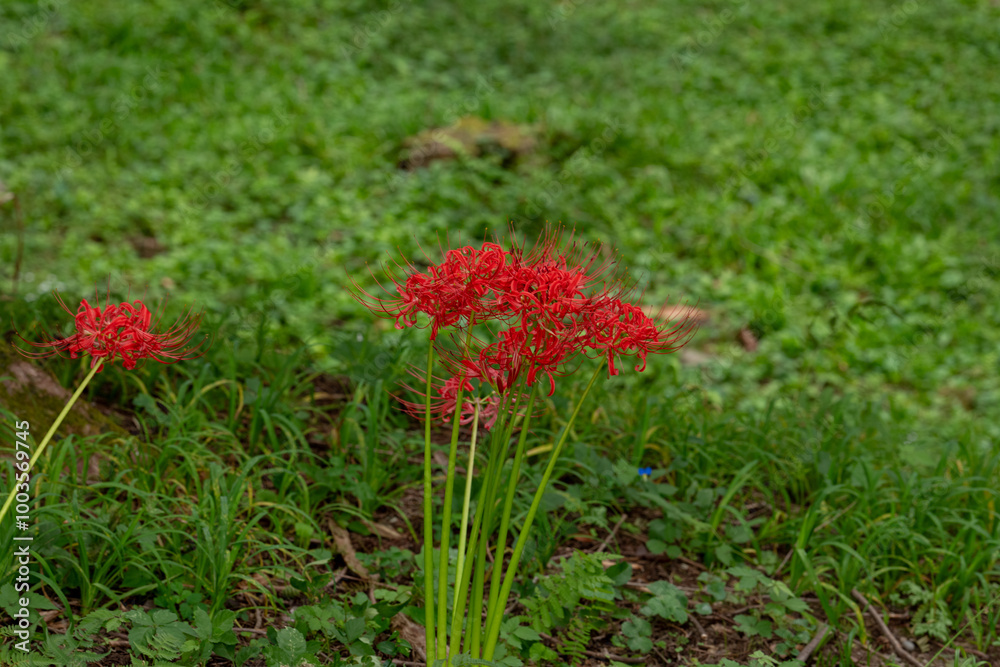 ９月末に顔を出した彼岸花