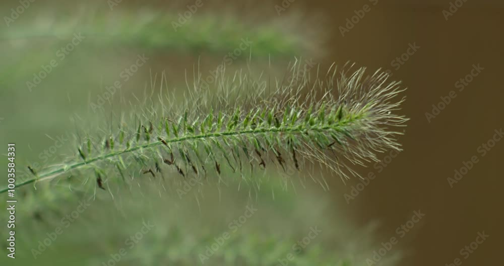 An extreme close-up shot captures the Pennisetum alopecuroides, dwarf mountain grass, gently moving in a backyard garden as the wind blows through, creating a serene and natural atmosphere.
