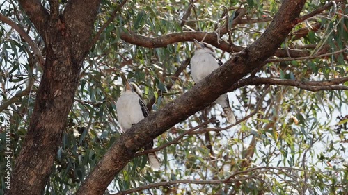 Kookaburras sitting in gum tree of Australian backyard