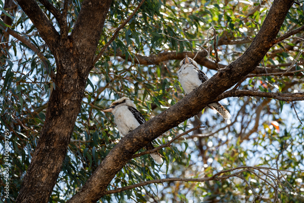 Kookaburras sitting in gum tree of Australian backyard Kookaburras sitting in gum tree of Australian backyard