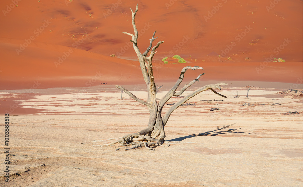 Dead trees in Dead Vlei - Sossusvlei, Namib desert, Namibia Dead trees in Dead Vlei - Sossusvlei, Namib desert, Namibia
