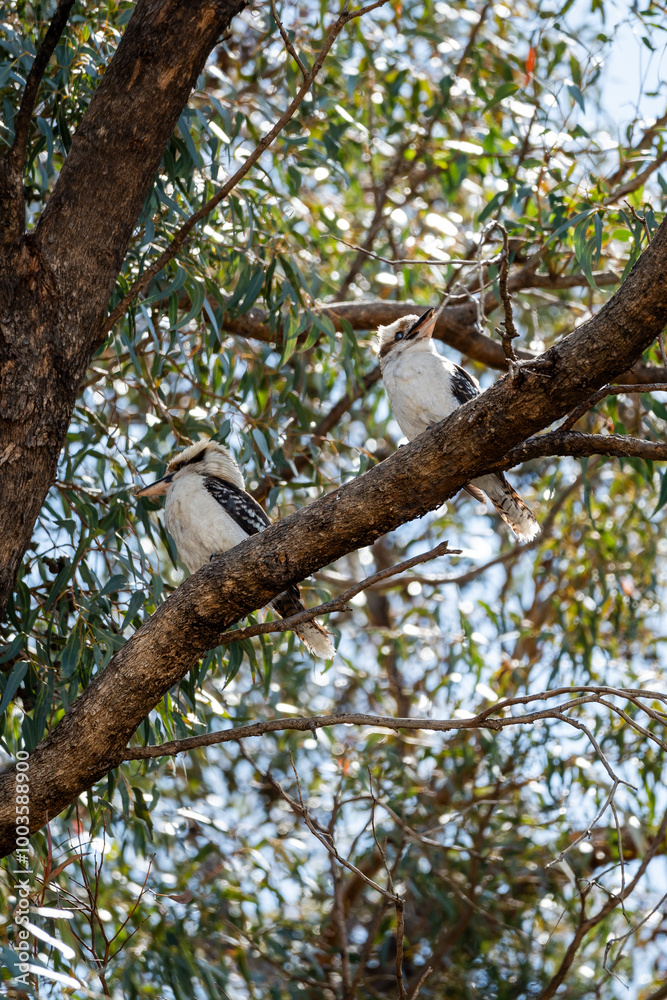 Kookaburras sitting in gum tree of Australian backyard Kookaburras sitting in gum tree of Australian backyard