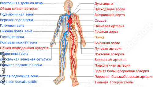 血管分布　動脈　静脈　イラスト　ロシア語 photo