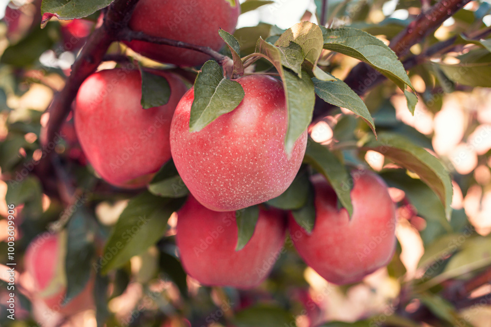 Many colorful ripe juicy apples on a branch in the garden ready for harvest in autumn. Apple orchard Many colorful ripe juicy apples on a branch in the garden ready for harvest in autumn. Apple orchard