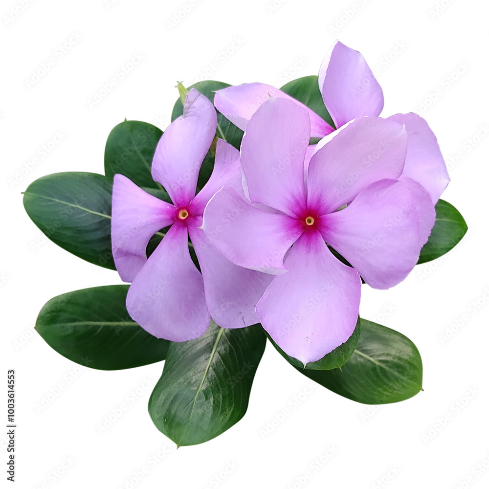 Fototapeta premium Catharanthus roseus. pink flower isolated on white