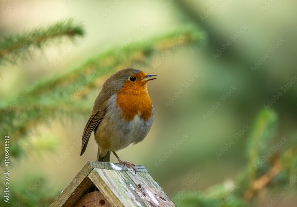 Fototapeta premium Close up of a robin redbreast singing 